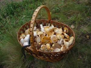 Home-grown mushrooms